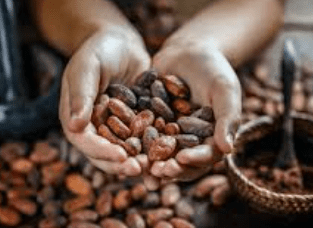 image illustrant le cacao