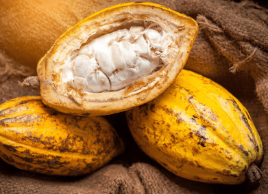 image montrant une cabosse avec des fèves illustrant l'origine du chocolat