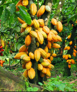 image d'un cacaoyer montrant l'origine du chocolat