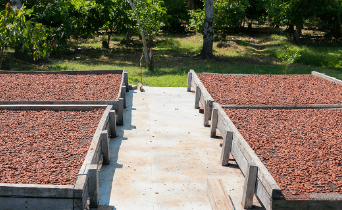 image de fermentation de fèves de cacao illustrant l'origine du cacao